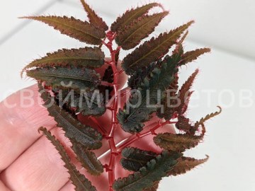 Бегония Pteridiformis Red form